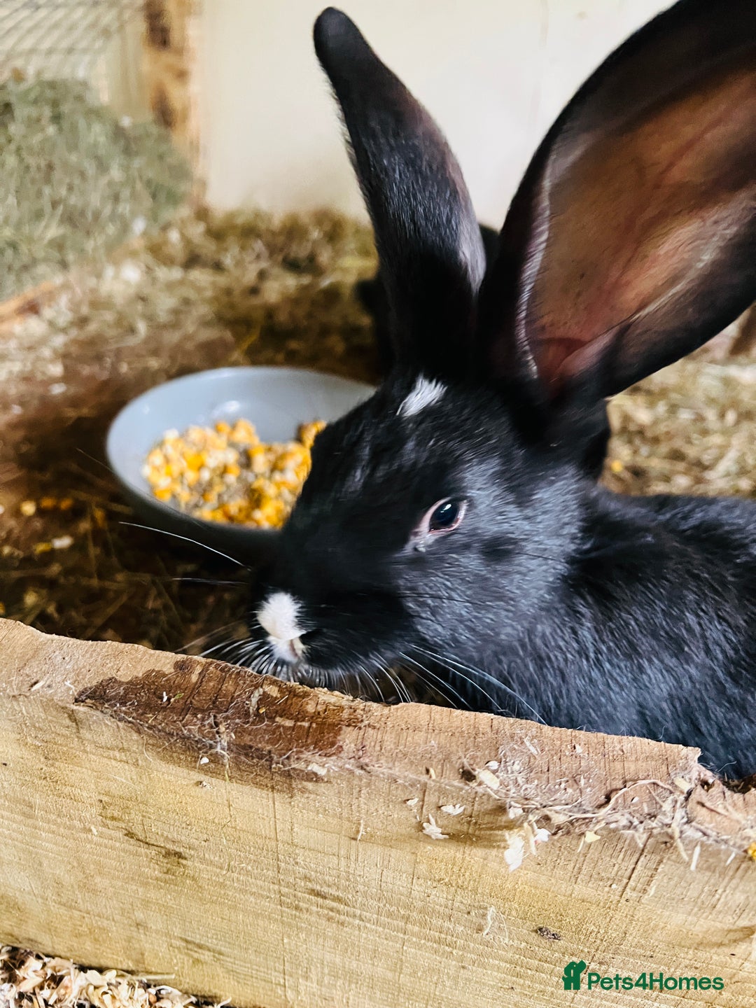 Continental Giant rabbits for sale: Continental  - Image 2