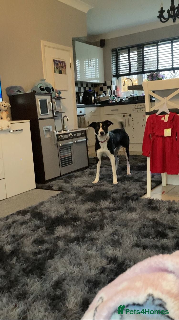 Mixed Breed dogs 18 month old collie x lurcher - Advert 4