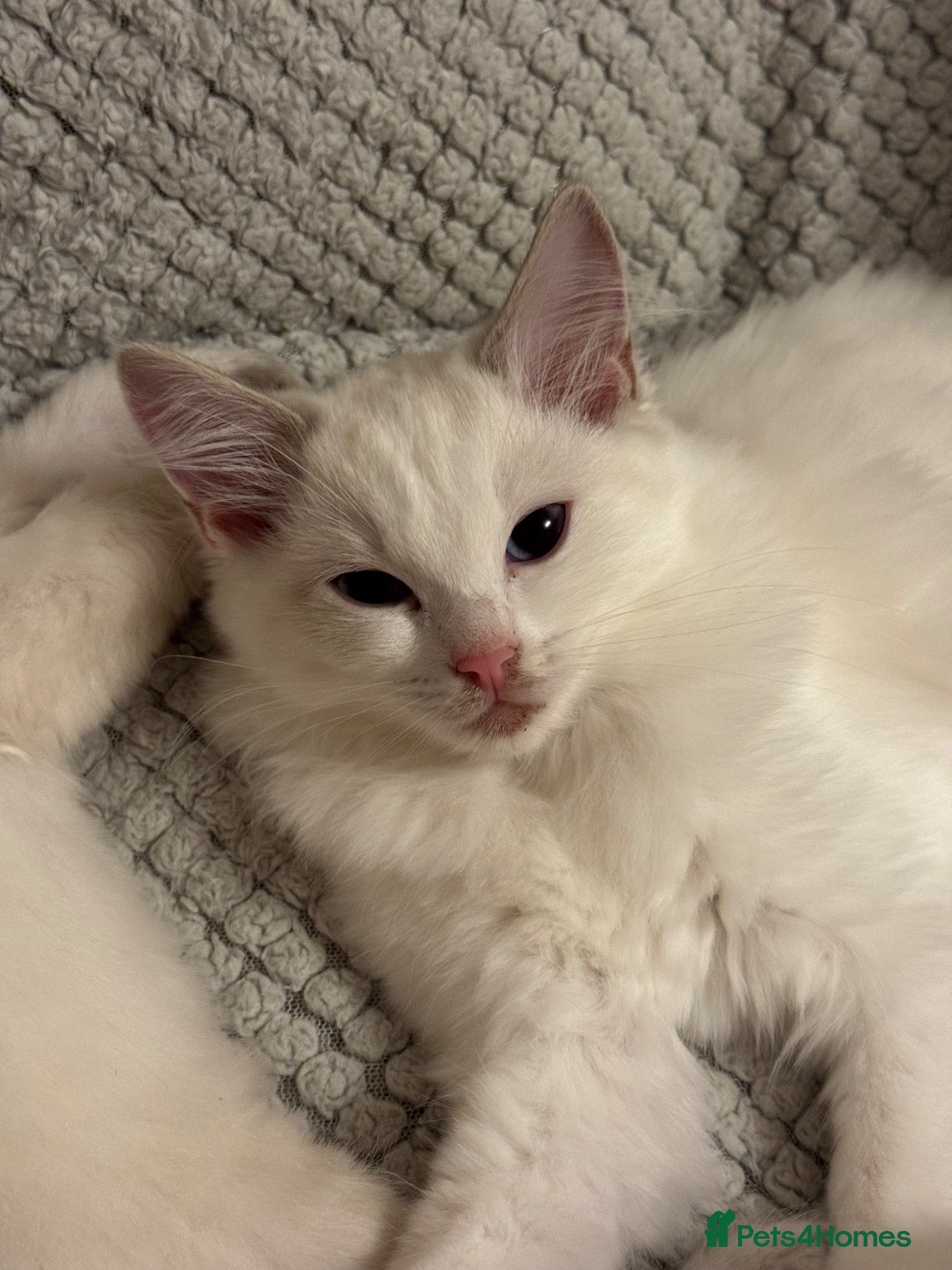 Ragdoll cats for sale: Last GCCF Registered Ragdoll Available  - Advert 7