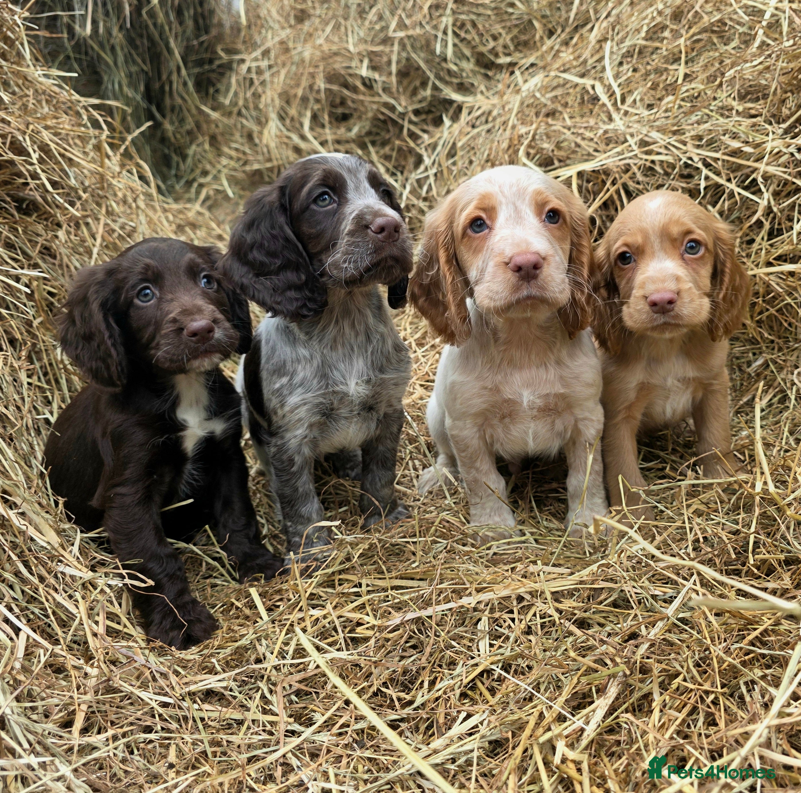 Cocker Spaniel dogs READY TO LEAVE NOW Working cocker spaniel puppies - Advert 9