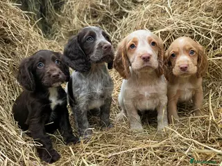 Cocker Spaniel dogs READY TO LEAVE NOW Working cocker spaniel puppies - Advert 9