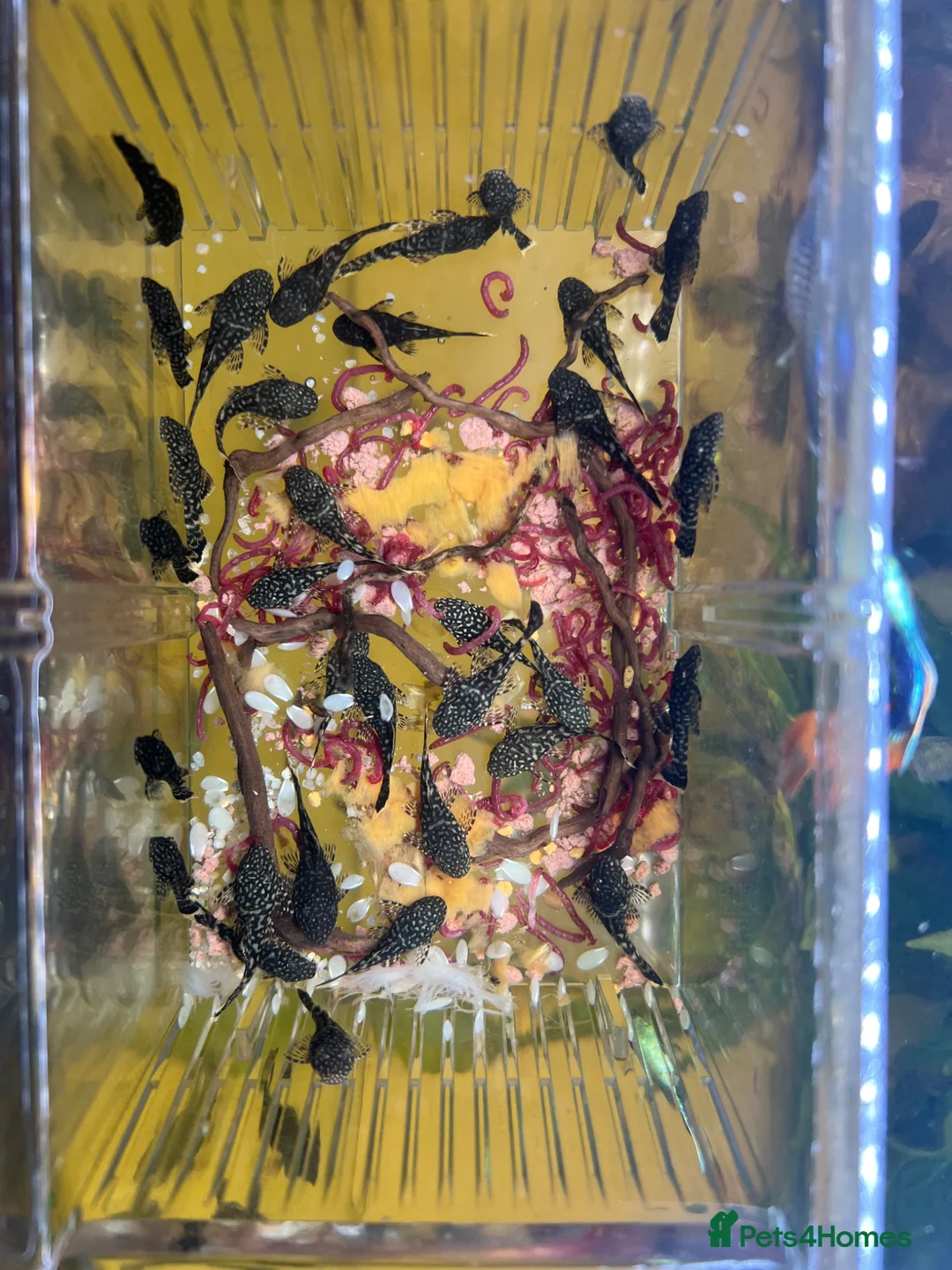 Plecos fish for sale: Bristlenose Plecos in Bexley - Advert 2