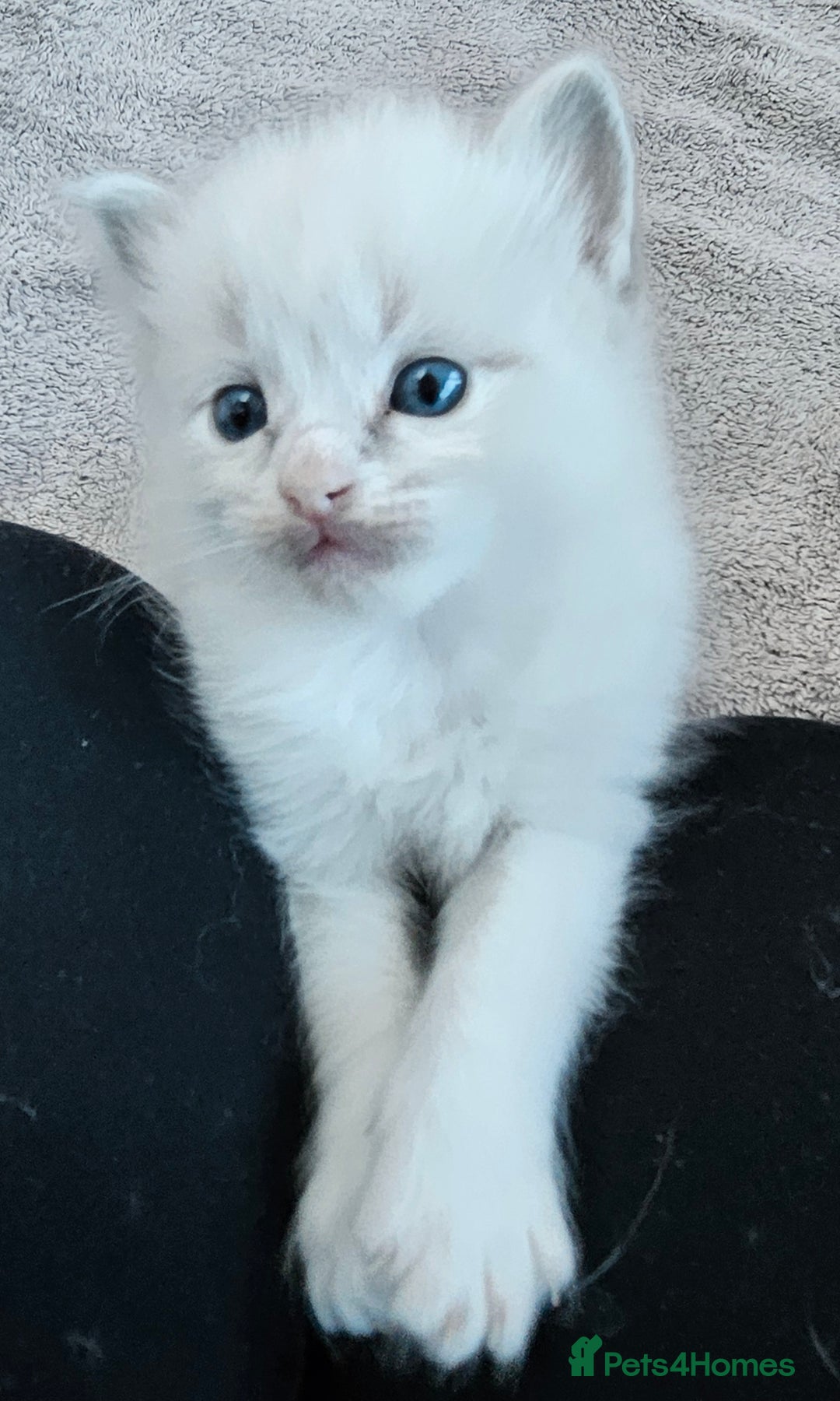 Ragdoll cats for sale: Stunning pure ragdoll kittens - Advert 10