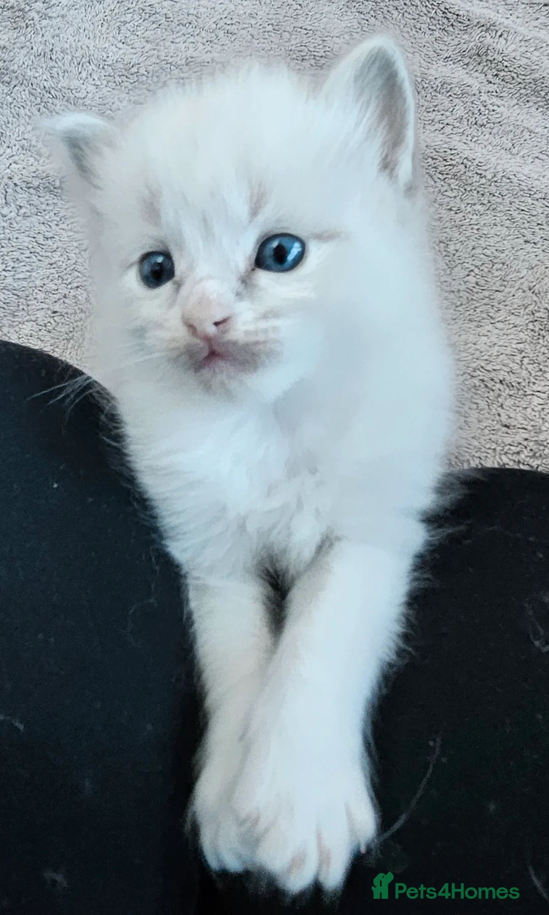 Ragdoll cats for sale: Stunning pure ragdoll kittens * all reserved* - Advert 10