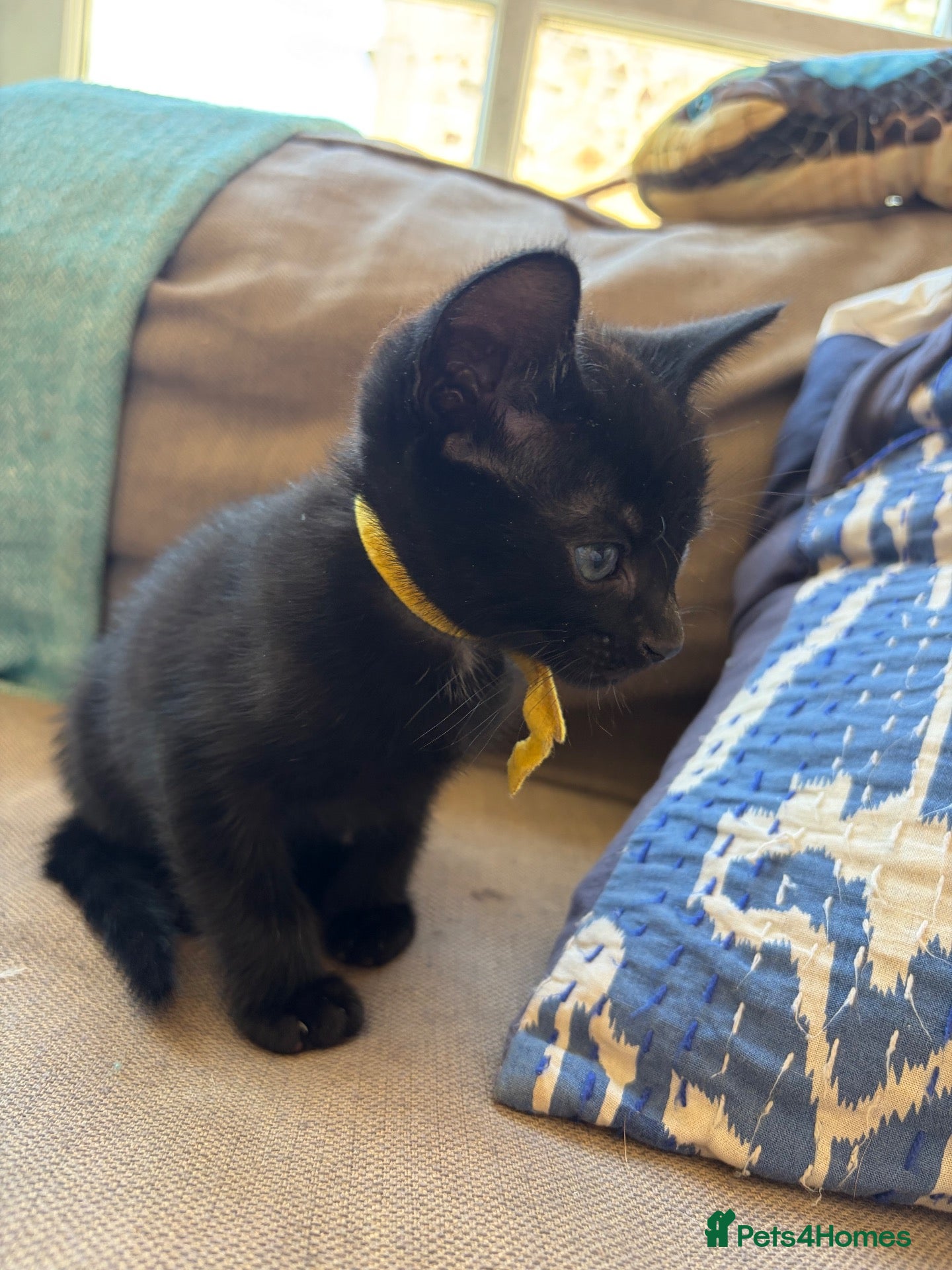 Mixed Breed cats Two little brothers looking for a lovely home  - Advert 3
