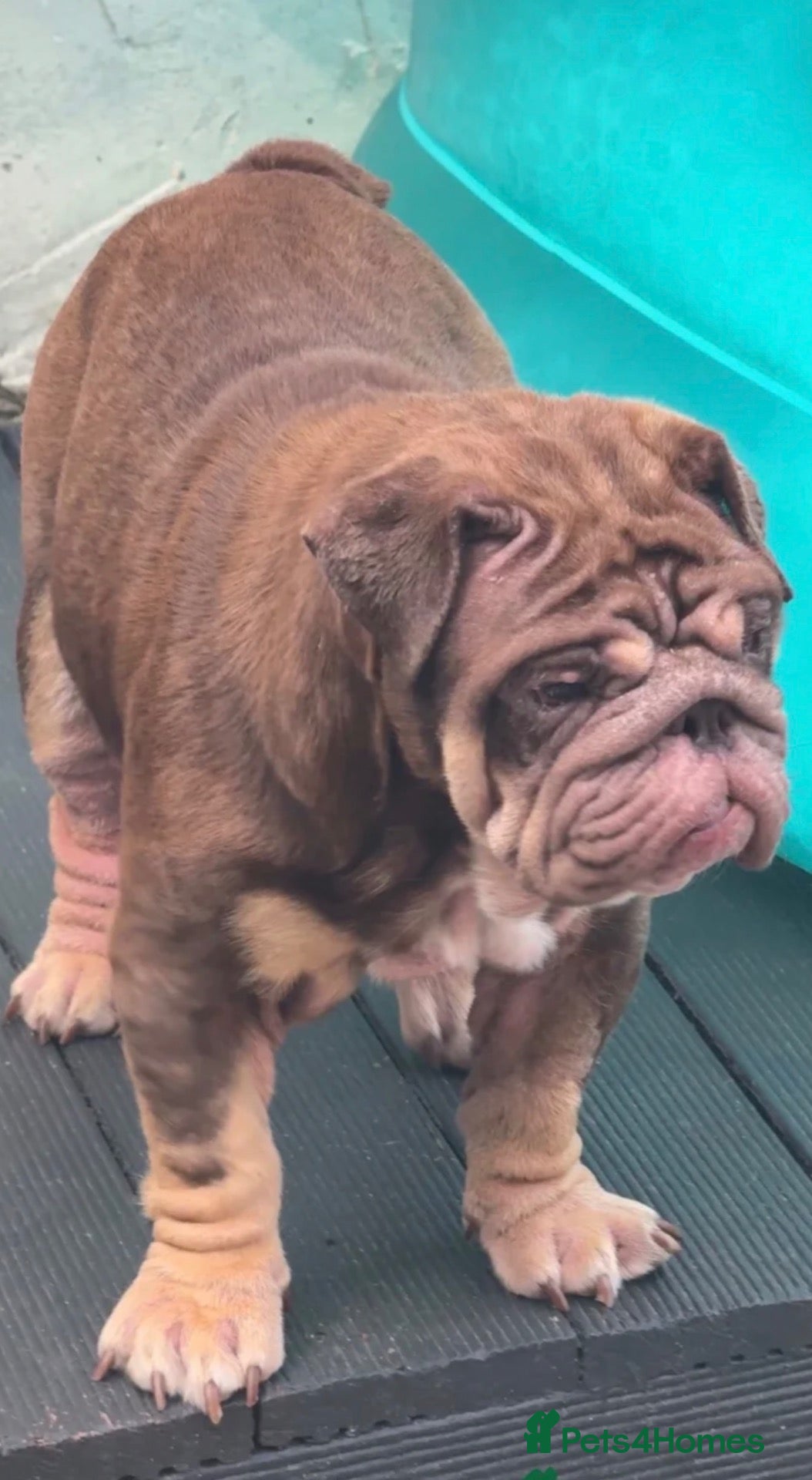 English Bulldog dogs English bulldog female. 1 year old - Advert 18