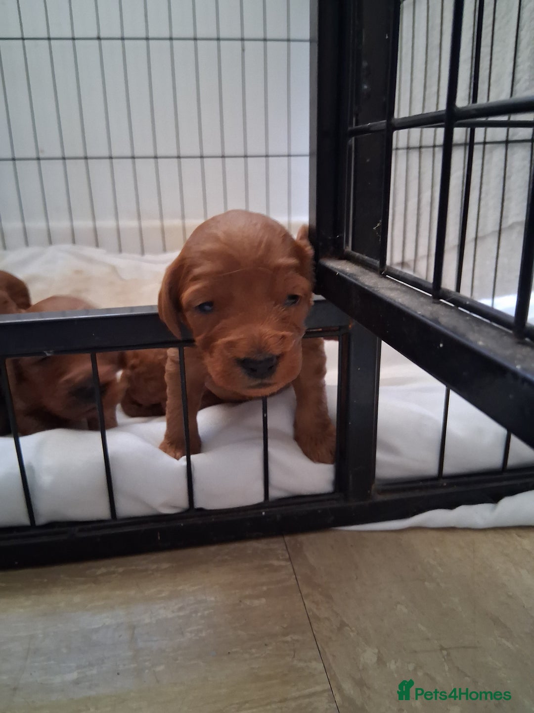 Cockapoo dogs for sale: 8 cockapoo puppies ( 5 boys and 3 girls) - Image 2