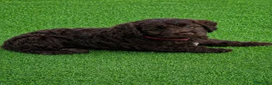 Cockapoo 4