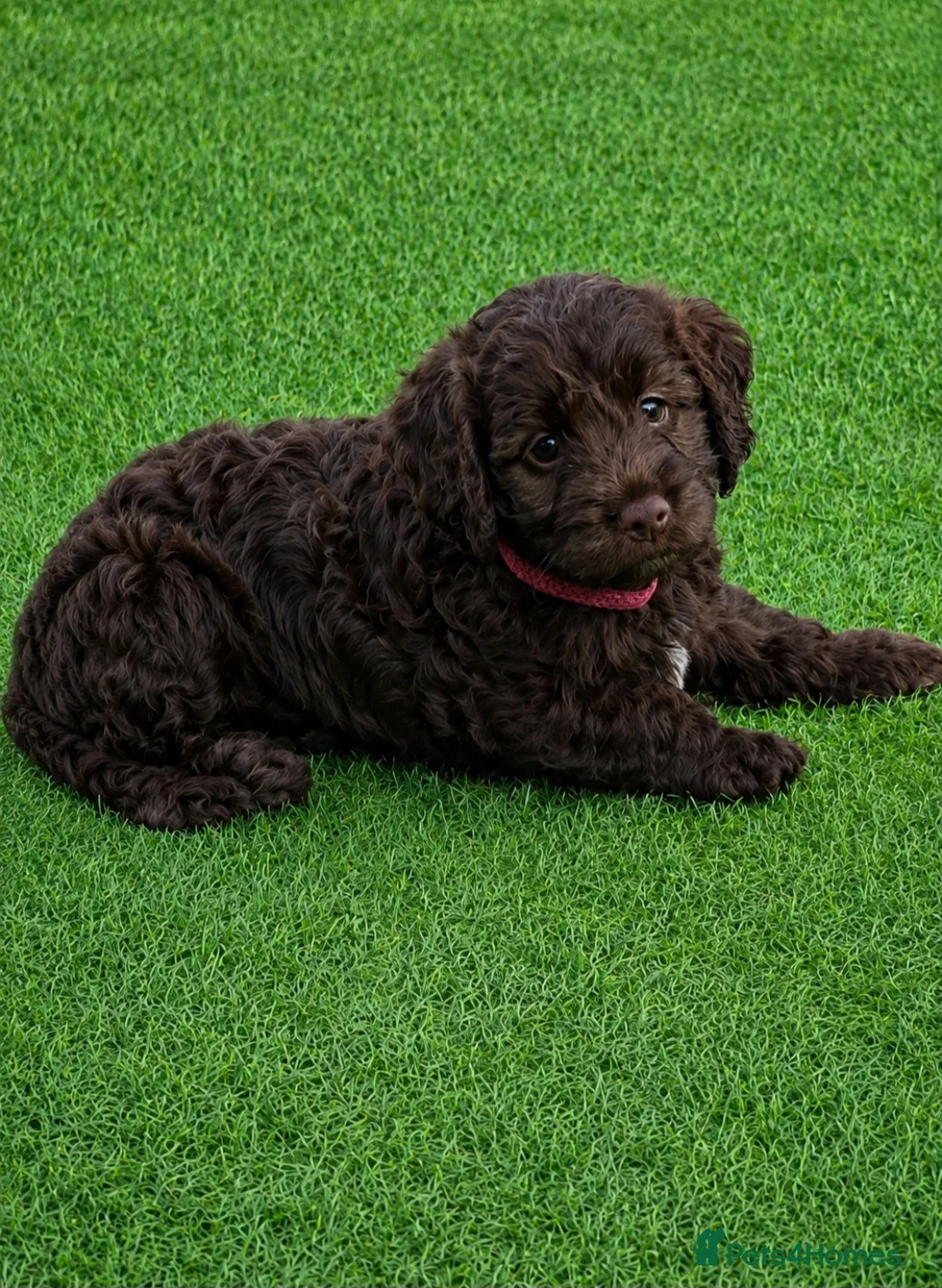 Cockapoo dogs for sale: Stunning litter of Cockerpoo puppies - Advert 2