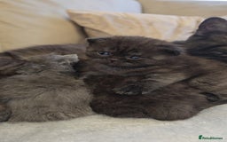 British Shorthair cats for sale: Black smoke british shorthair and 1 blue longhair - Advert 7