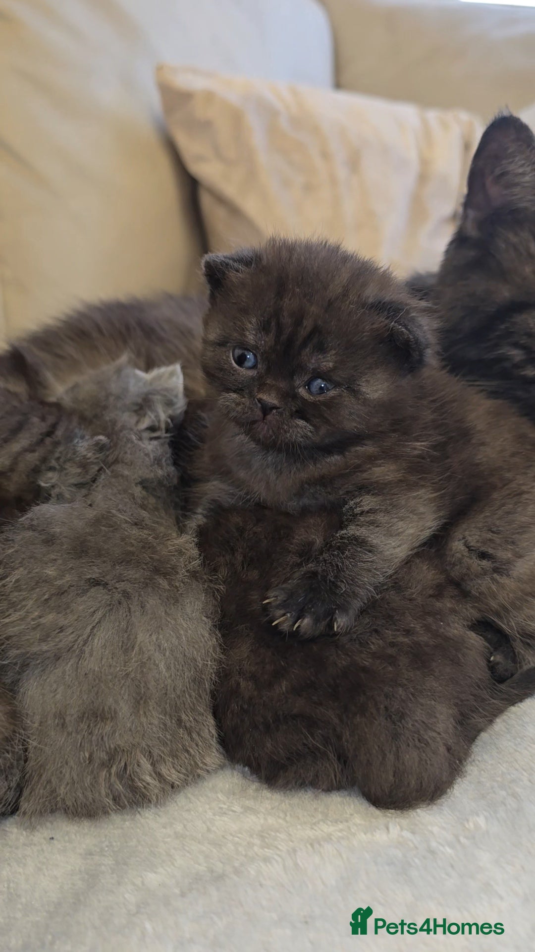 British Shorthair cats for sale: Black smoke british shorthair and 1 blue longhair - Advert 7