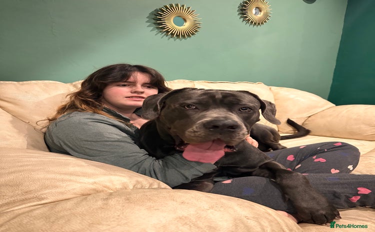 Cane Corso dogs - Advert 13