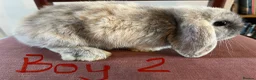 Mini Lop rabbits for sale: Beautiful Mini Lop Babies in Loughborough - Advert 12
