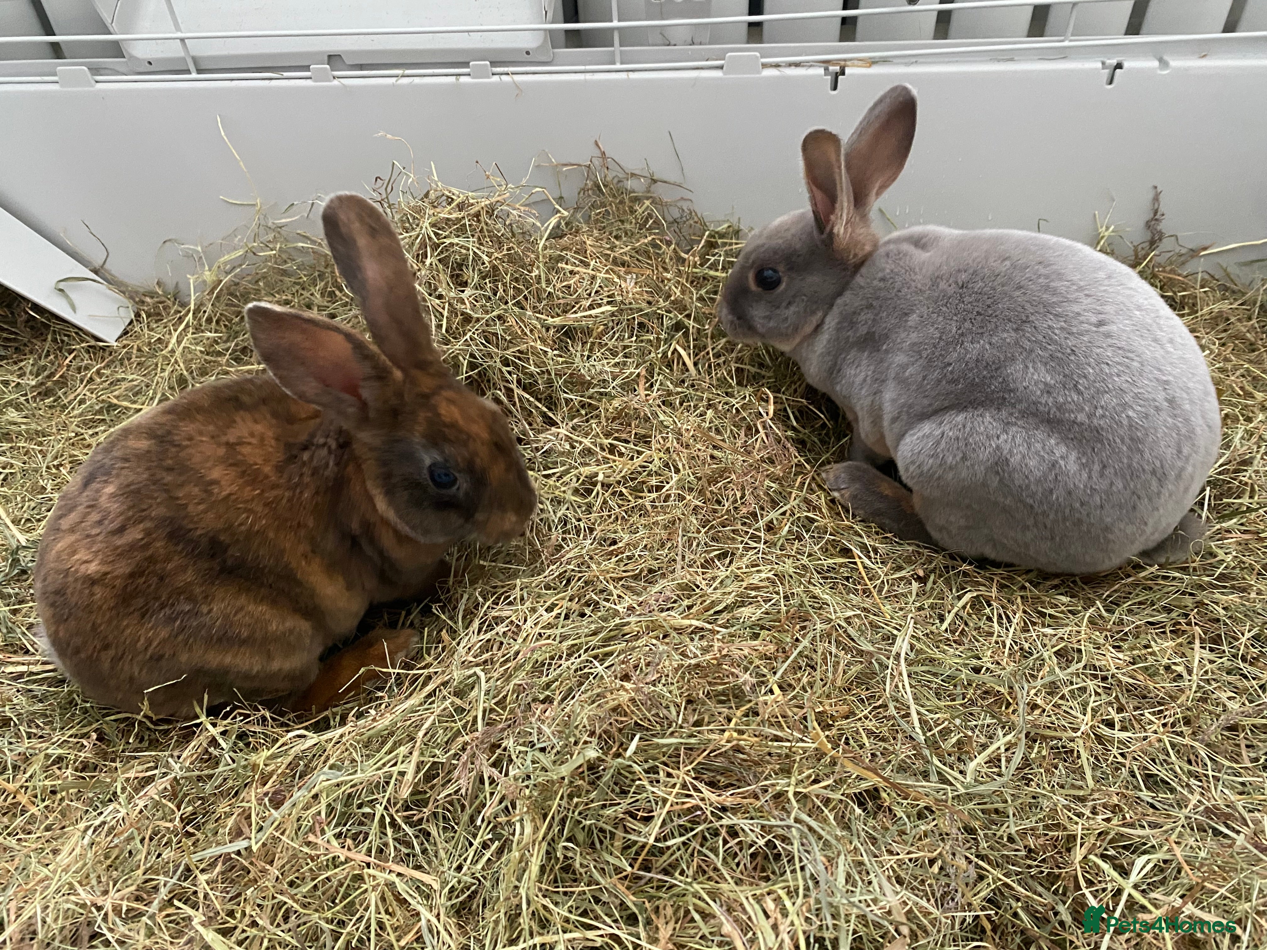 Rex rabbits 2 male mini Rex rabbits for sale  - Advert 2