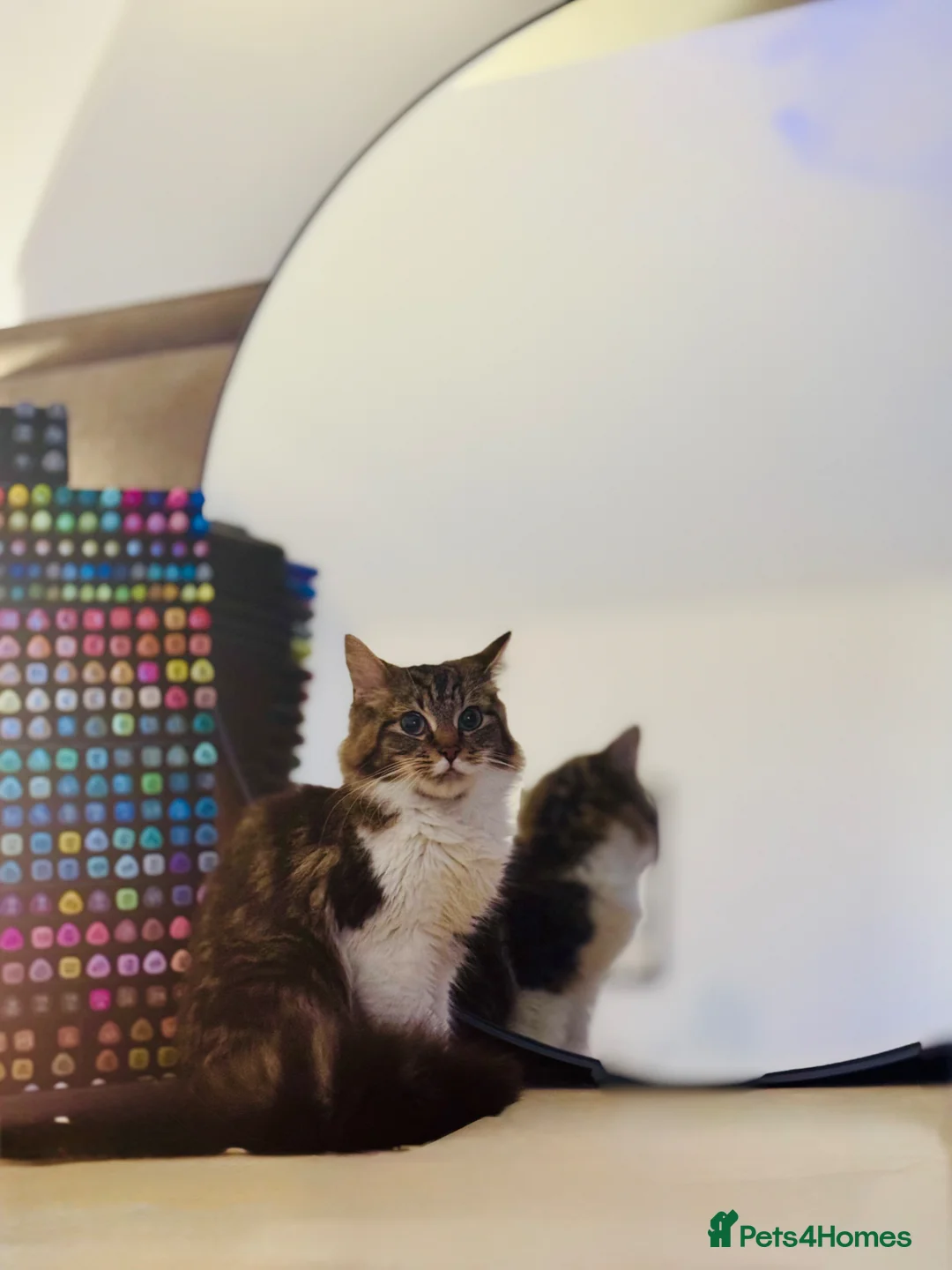 British Longhair cats for sale: 2 GIRLS - Advert 8