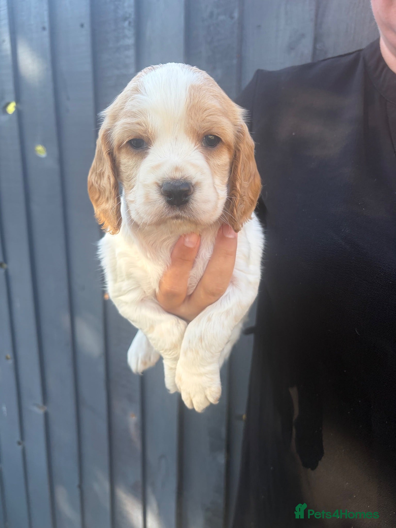 Cocker Spaniel dogs ✨🐾 EXQUISITE WORKING COCKER SPANIEL PUPPIES 🐾✨ - Advert 2