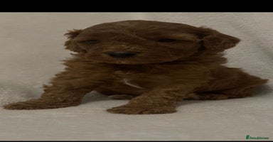Cavapoo dogs - Advert 5