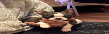 Boston Terrier 1