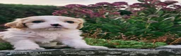 Cavachon dogs for sale: 10 STUNNING CAVACHONS😍🐾💙💖 - Advert 7