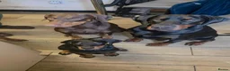 Dobermann dogs for sale: 17 week old male doberman - Advert 2