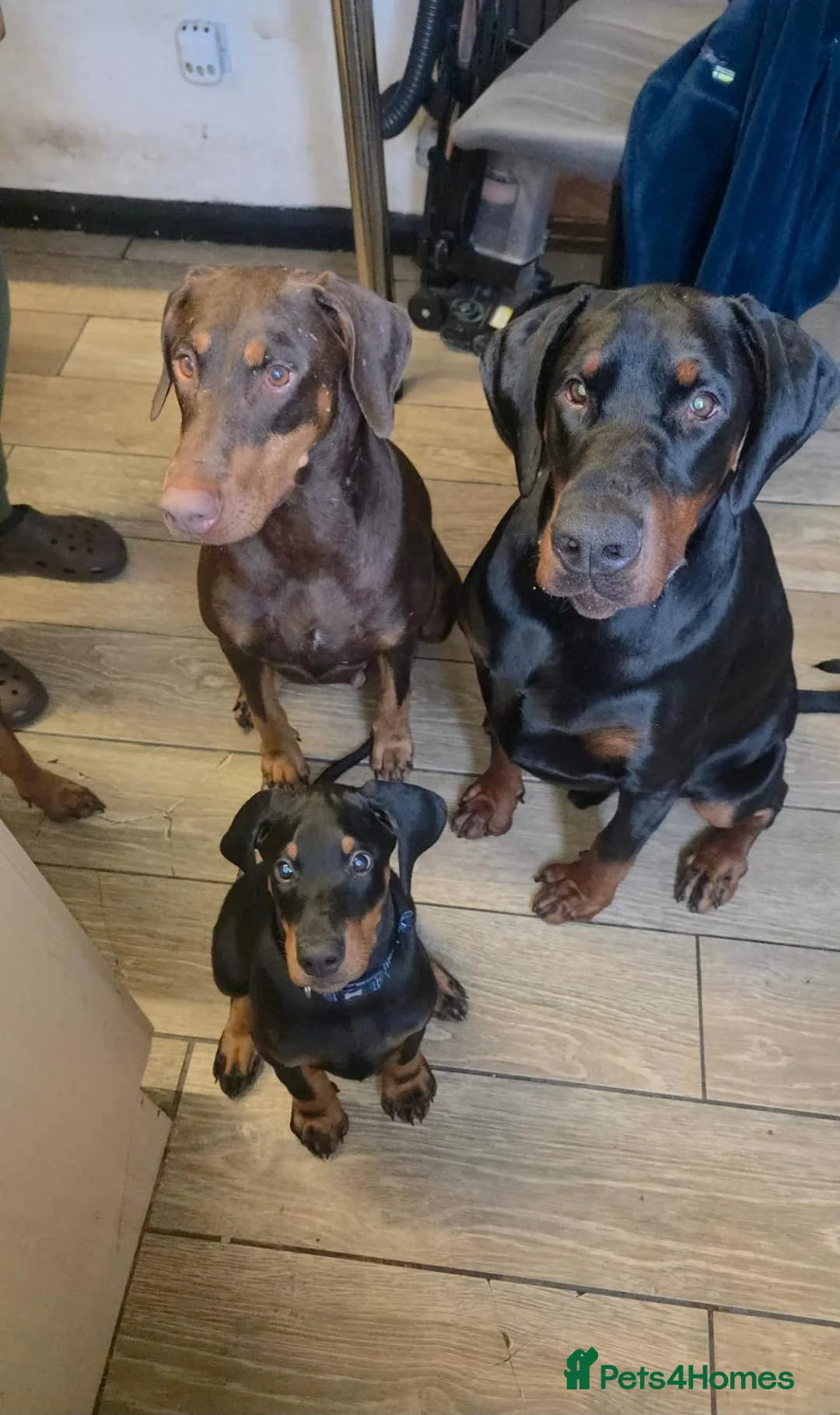 Dobermann dogs for sale: 17 week old male doberman - Advert 2