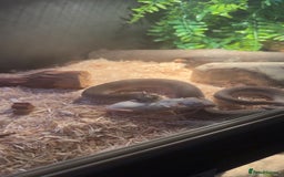 Snake reptiles for sale: Axanthic Super Conda Hognose (Het Snow) + vivarium - Image 2