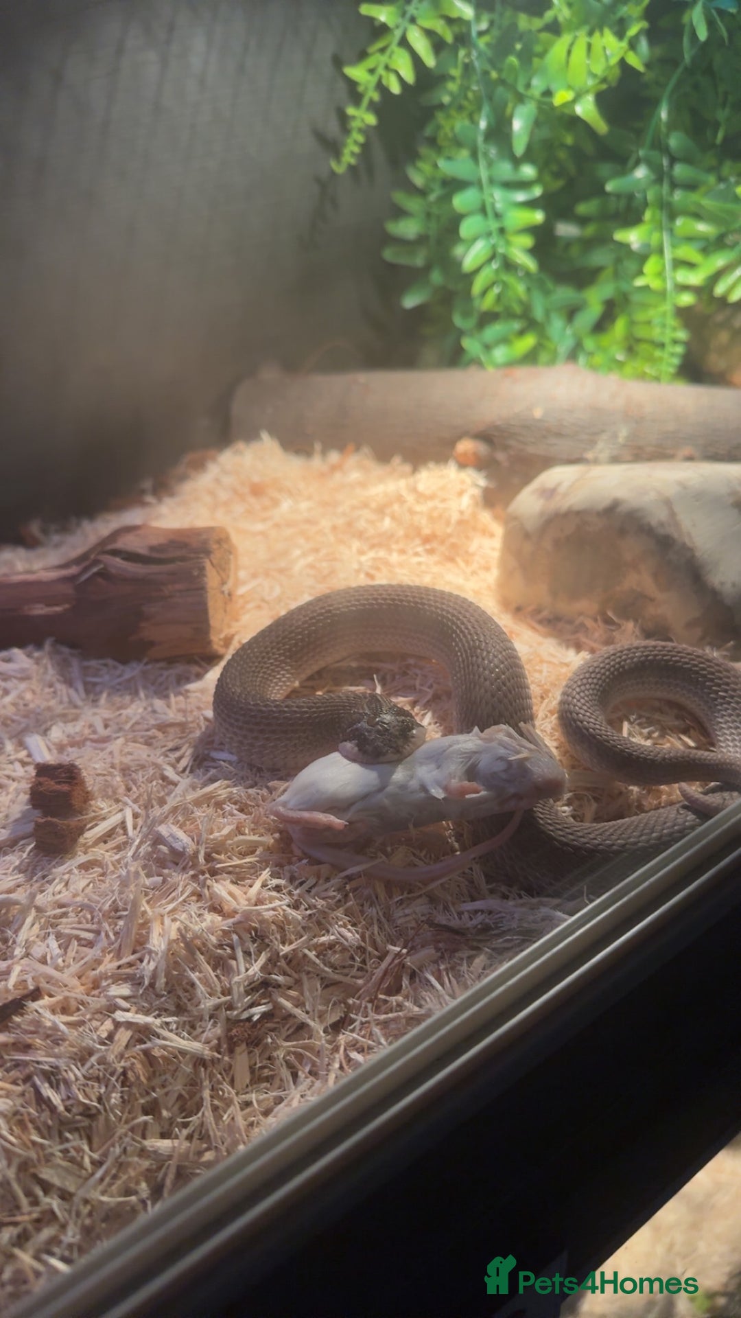 Snake reptiles for sale: Axanthic Super Conda Hognose (Het Snow) + vivarium - Image 2