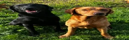Labrador Retriever dogs for sale: Health Tested Labrador Pup - Advert 6