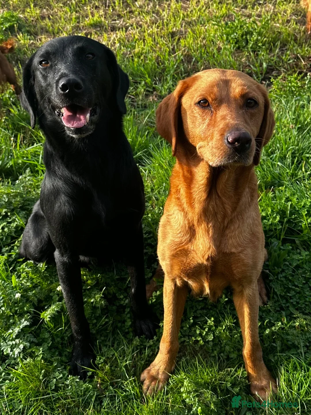 Labrador Retriever dogs for sale: Health Tested Labrador Pup - Advert 6