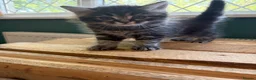 Mixed Breed cats for sale: 2 beautiful girls available  - Advert 4