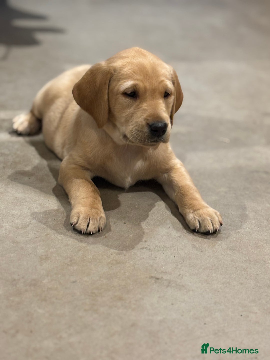 Labrador Retriever dogs for sale: KC Registered Labrador Puppies for Sale - Advert 8