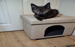Mixed Breed cats for sale: Black mixed breed kittens - Image 6