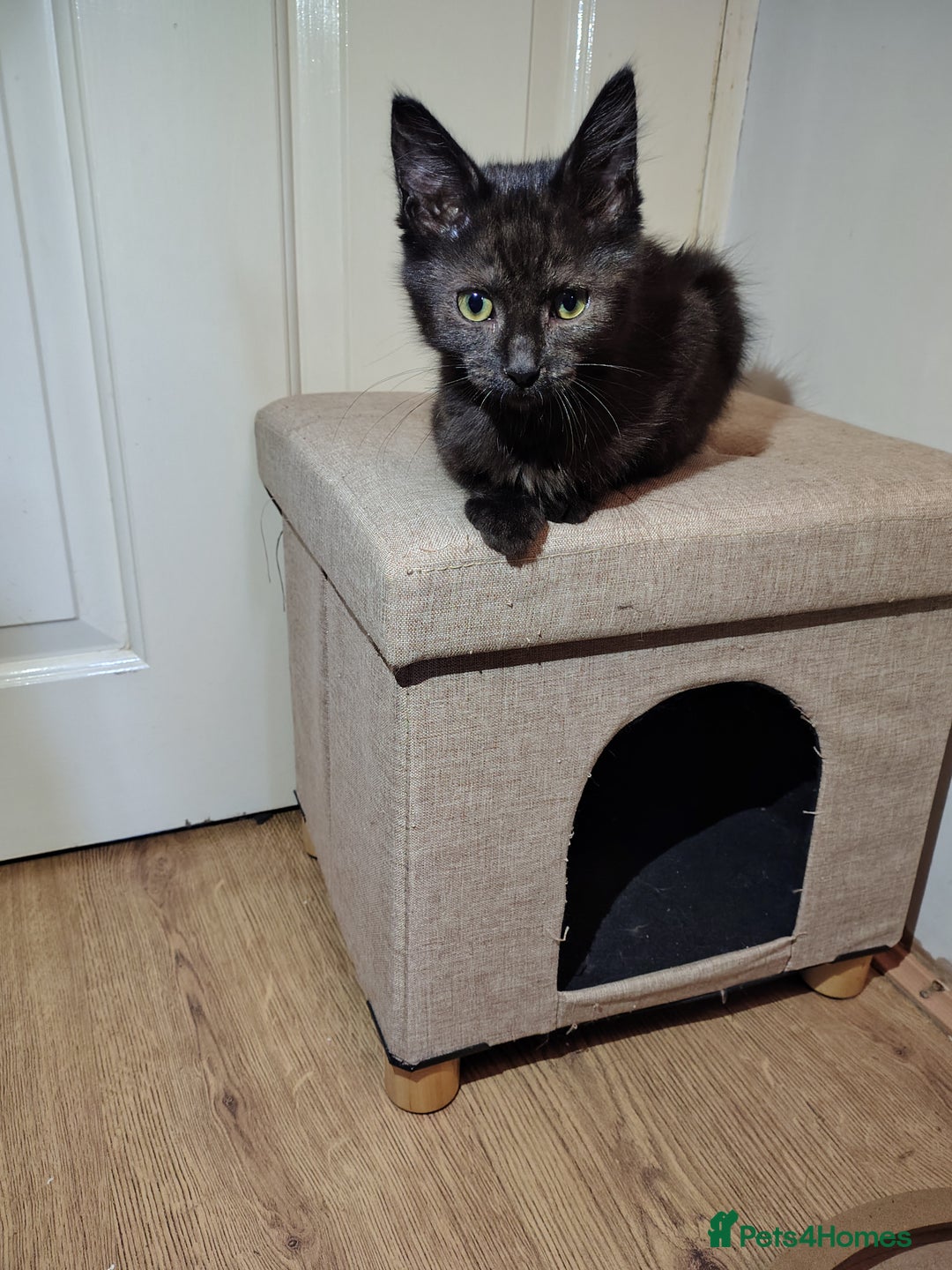 Mixed Breed cats for sale: Black mixed breed kittens - Image 6