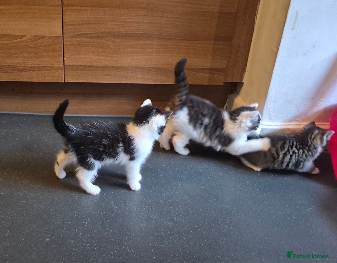 Mixed Breed cats for sale: XxX Gorgeous calico mixedbreed kittens 2 left ♥️  - Advert 13
