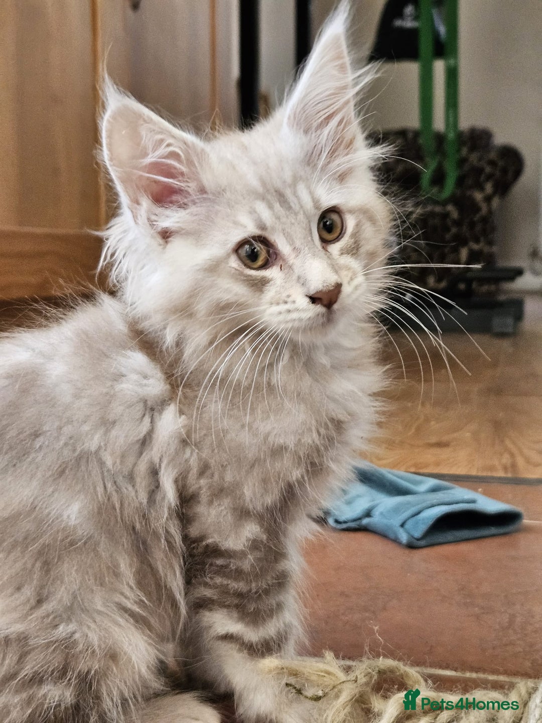 Maine Coon cats for sale: XL Maine Coon kittens - Image 3