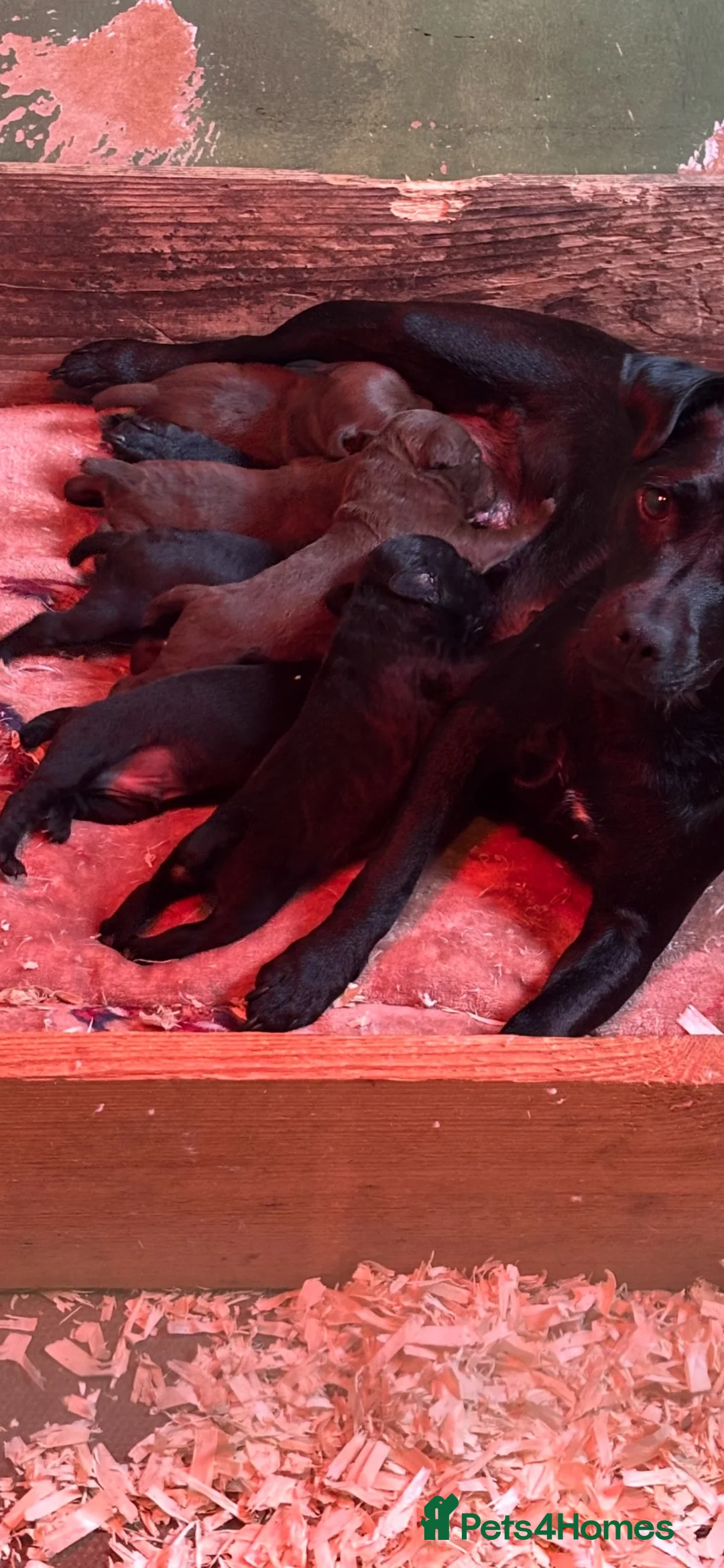 Patterdale Terrier dogs for sale: Patterdale terrier pups - Advert 1