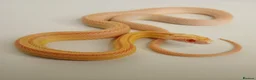 Corn Snake reptiles for sale: Corn Snakes Available UKCB25 - Advert 1