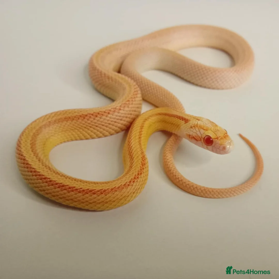 Corn Snake reptiles for sale: Corn Snakes Available UKCB25 - Advert 1