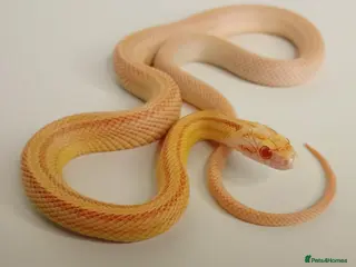 Corn Snake reptiles Corn Snakes Available UKCB25 - Advert 9