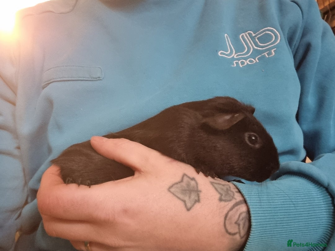 Guinea Pig rodents for sale: Pair of Male Guinea Pigs  - Image 9