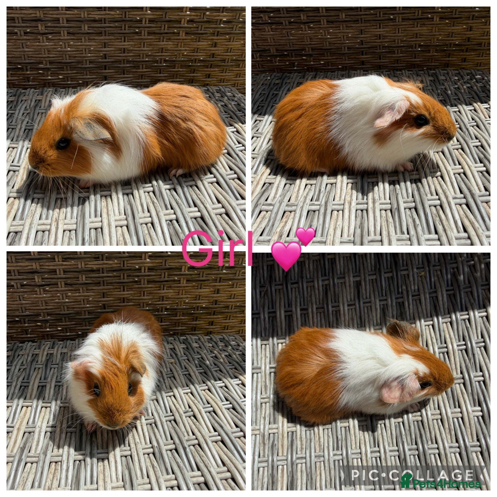 Guinea Pig rodents 6 female guinea pigs for new homes  - Advert 2