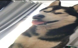 Siberian Husky dogs for sale: Ladie  - Image 4