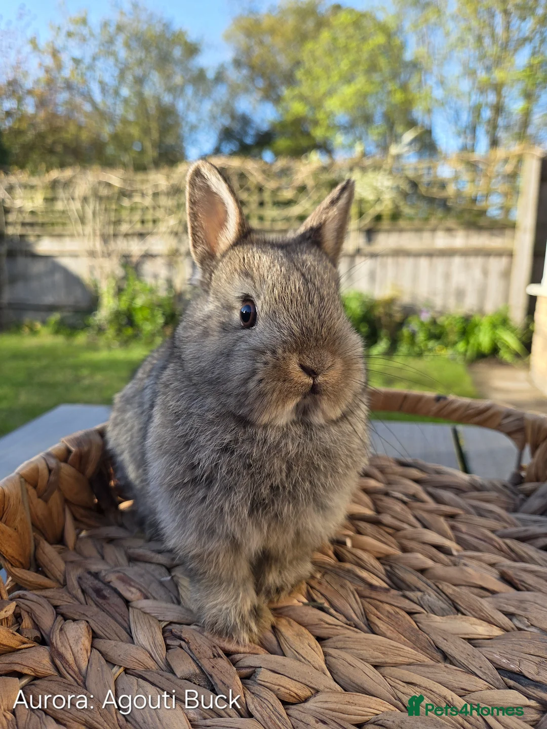 Netherland Dwarf rabbits for sale: Purebred Netherland Dwarf - Advert 1