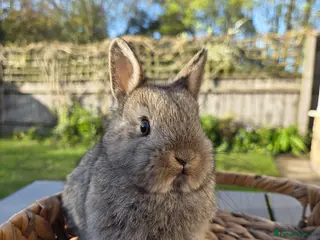Netherland Dwarf rabbits Purebred Netherland Dwarf - Advert 6