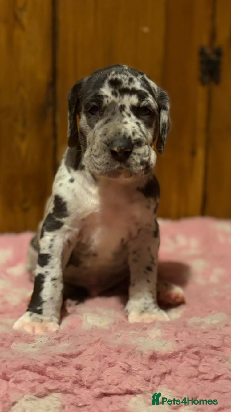 Great Dane dogs Beautiful KC Registered Great Danes Puppies - Advert 2