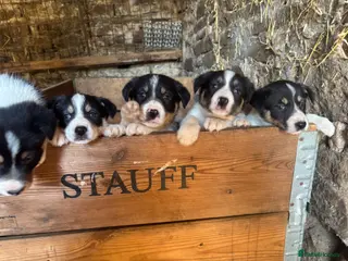 Border Collie dogs Tri border collie pups - Advert 1