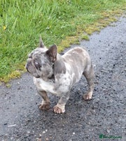 French Bulldog dogs - Advert 8