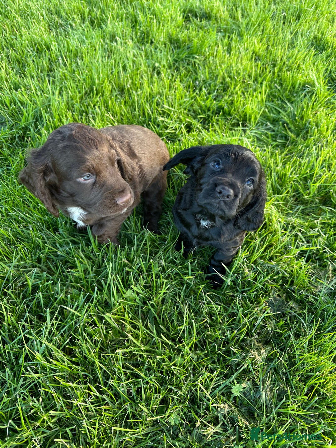 Cocker Spaniel dogs for sale: Ready 4th Dec Working Cocker Spaniel - Advert 4