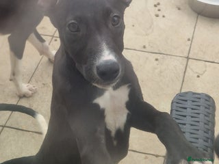 Lurcher dogs - Advert 33