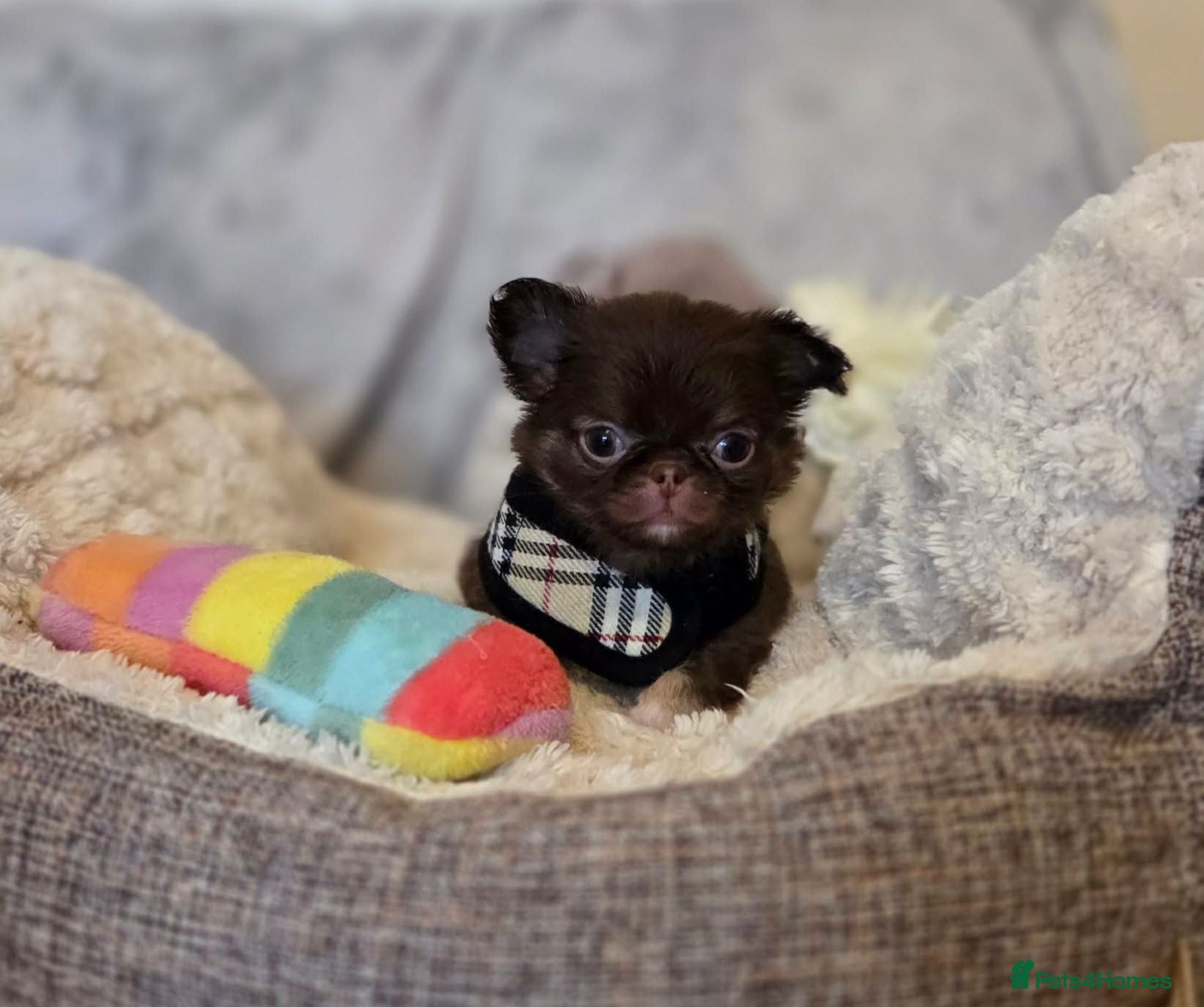 Chihuahua dogs Xx quality chocolate longcoat chihuahua boy Xx - Advert 1